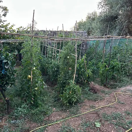 Gospodarstwo agroturystyczne Te Nana's Farm Konispol