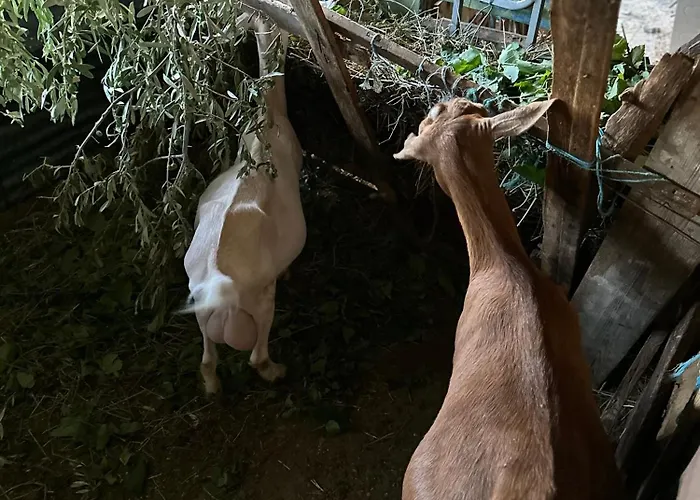 Te Nana's Farm Konispol