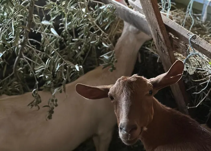 Te Nana's Farm Bauernhof *