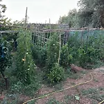 Vakantieboerderij Te Nana's Farm Konispol