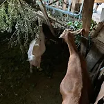 Te Nana's Farm Konispol