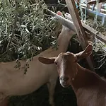Te Nana's Farm Vakantieboerderij *