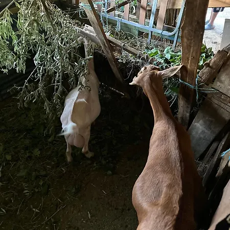 Te Nana's Farm Agroturismo Konispol