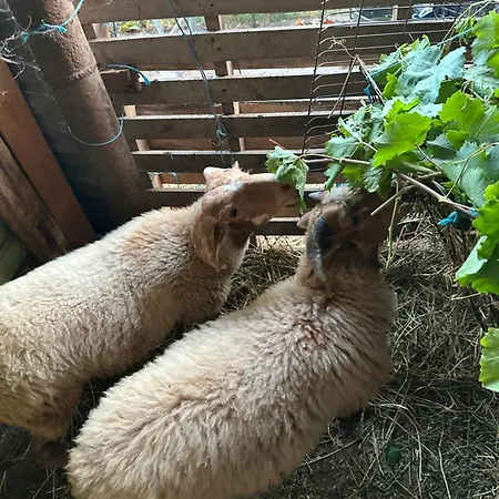 Te Nana's Farm Фермерский дом