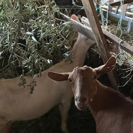 Te Nana's Farm Feriegård *