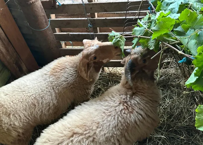 Te Nana's Farm 农家乐